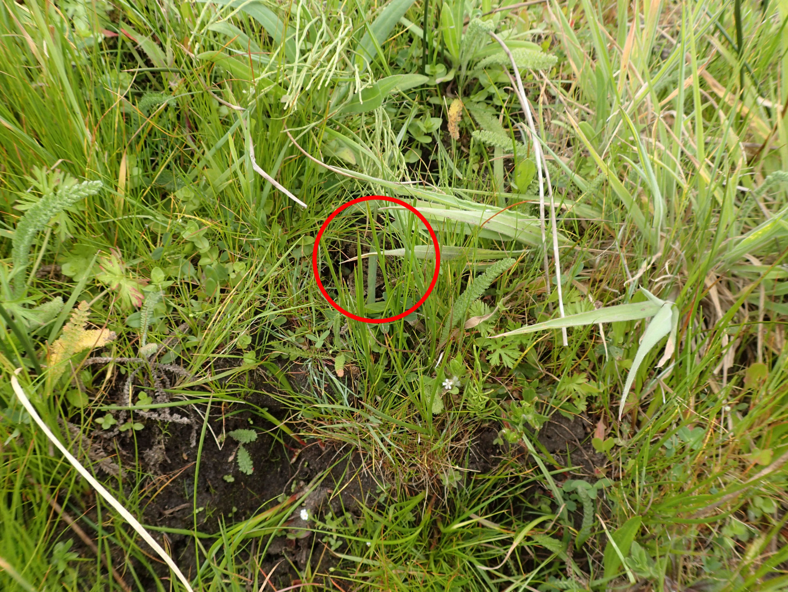 08 Rana draytonii terretrial habitat 2